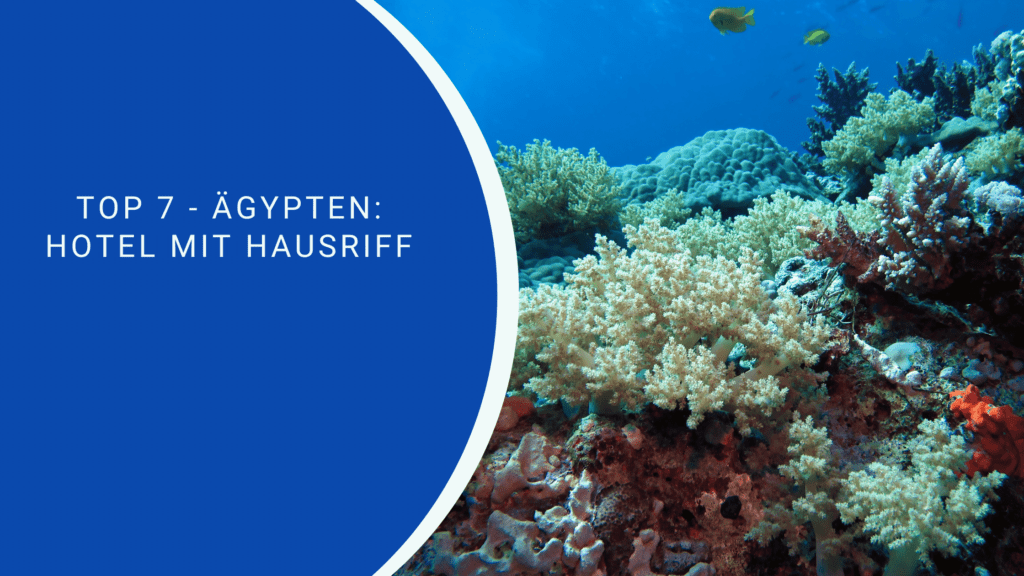 Die Besten Hotels In ägypten Mit Hausriff Tauchen im Paradies: Top 7 - Ägypten Hotel mit Hausriff🌊🌴